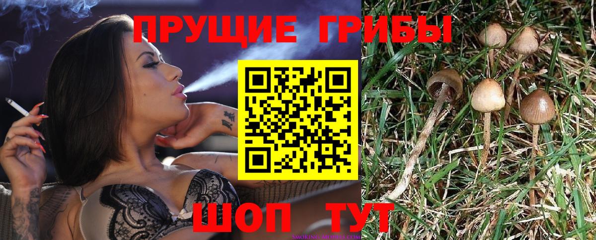 Галлюциногенные грибы Psilocybe  Вход с VPN  Псилоцибиновые грибы Psilocybe  Ангарск 